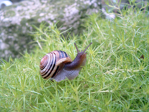 Snail on Garden Moss stock photo