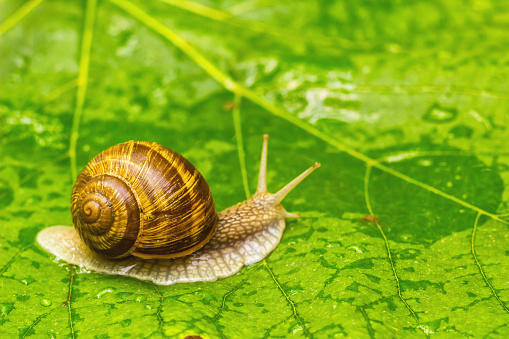 Snail crawling on wet green leaf