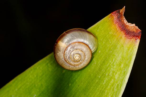 Snail on Snake plant Snail on Snake plantOther macro shots stetner stock pictures, royalty-free photos & images