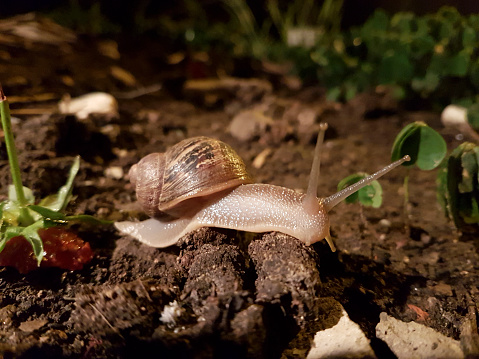 Snail walking on the ground