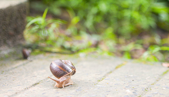 Snail walking on a stony road , Snail closeup