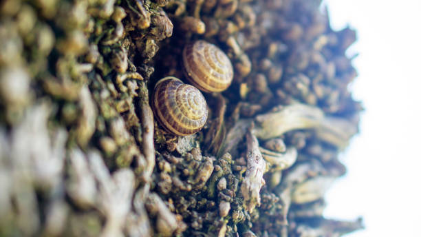 Snails stock photo