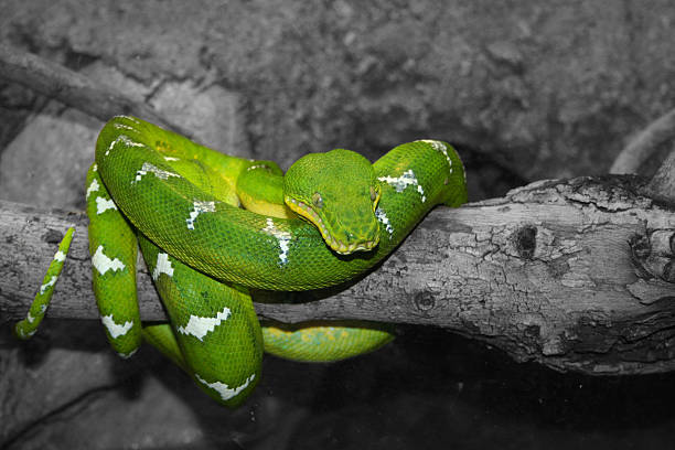 Snake - green Python on a branch stock photo