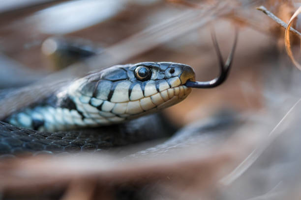 Snake hiding in the shrubs A close-up of an endangered snake with her tongue sticking out. snake with its tongue out stock pictures, royalty-free photos & images