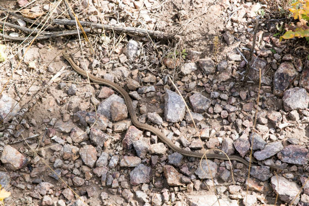 Snake in New Mexico Snake in New Mexico erik trampe stock pictures, royalty-free photos & images