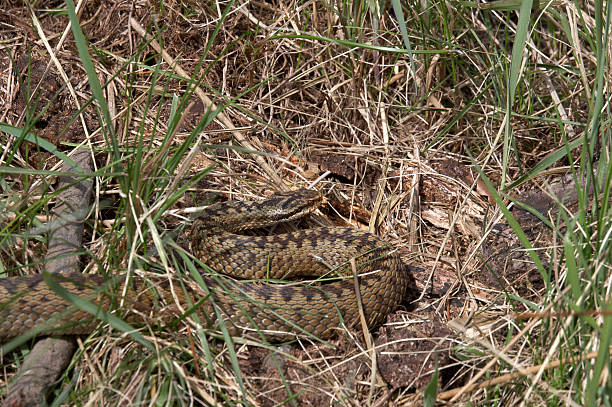 Snake in the grass stock photo