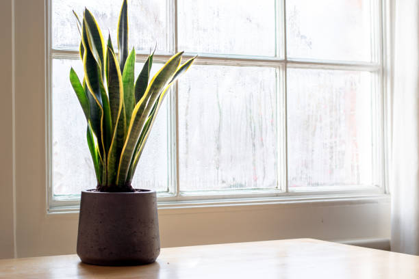 Snake plant next to a window, in a beautifully designed interior. stock photo