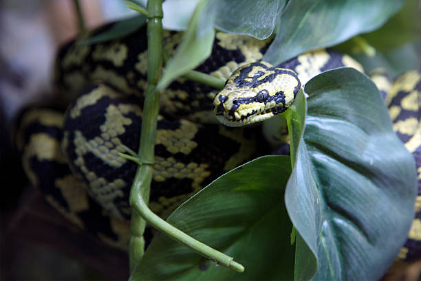 Snake Python stock photo