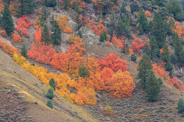 Photo of Snake River Canyon Idaho Autumn Landscape