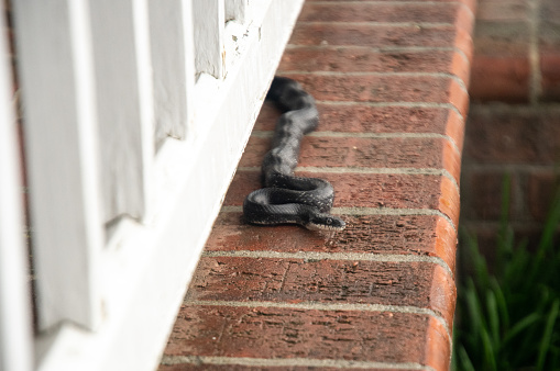 A black snake slithering into the backyard on the side of the house.