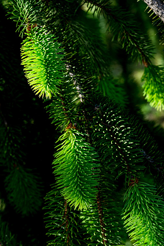 Snake spruce saplings with light green needles