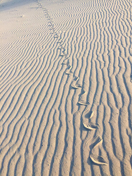 Snake tracks on Sand stock photo
