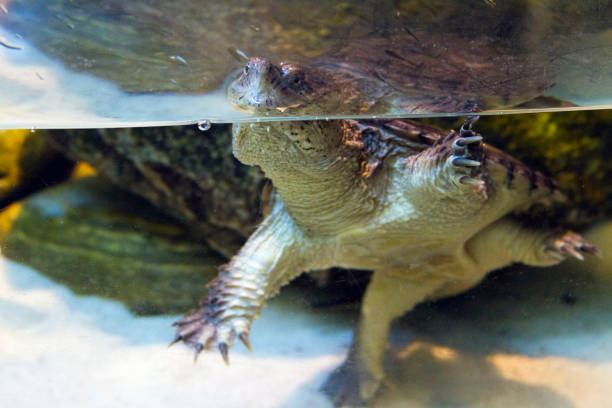 Snapping Turtle Swimming Stock Photos, Pictures & Royalty-Free Images ...