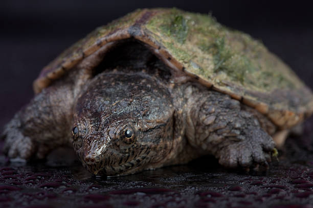 Ugly Turtle Stock Photos, Pictures & Royalty-Free Images - iStock