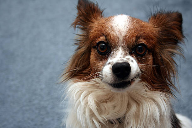 Snarl a Papillon lifts her lip snarling stock pictures, royalty-free photos & images
