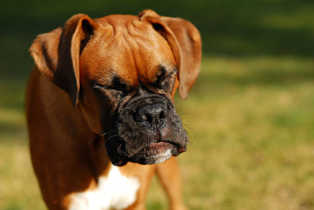 Sneezing Puppy  sneezing stock pictures, royalty-free photos & images