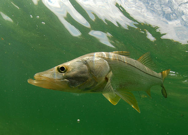 Snook fish underwater stock photo