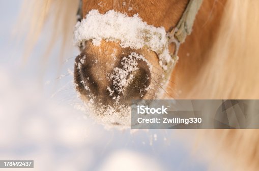 istock snout of a horse full with snow 178492437