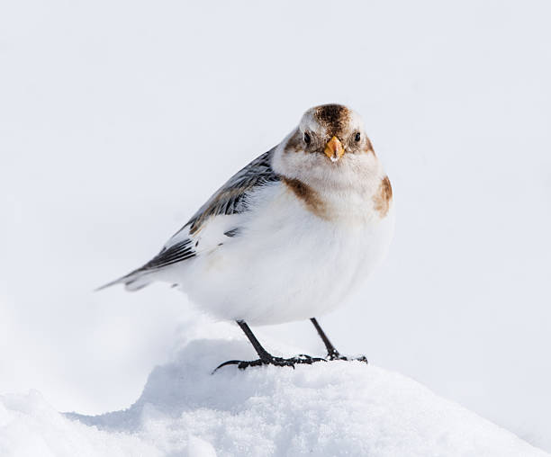 Snow Bunting in Winter stock photo