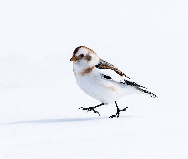 Snow Bunting in Winter stock photo