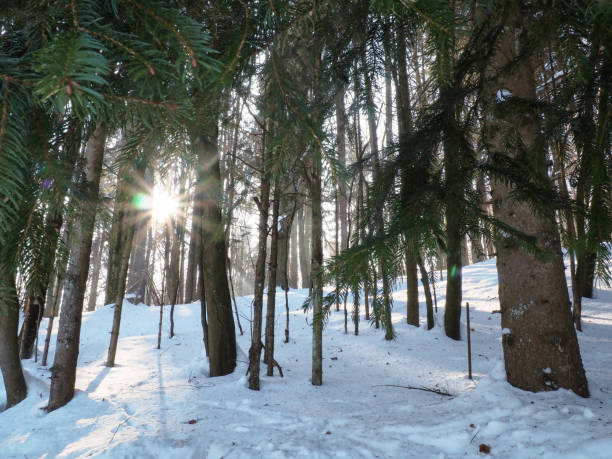 Snow caped forest during winter Bavaria, Germany stock photo