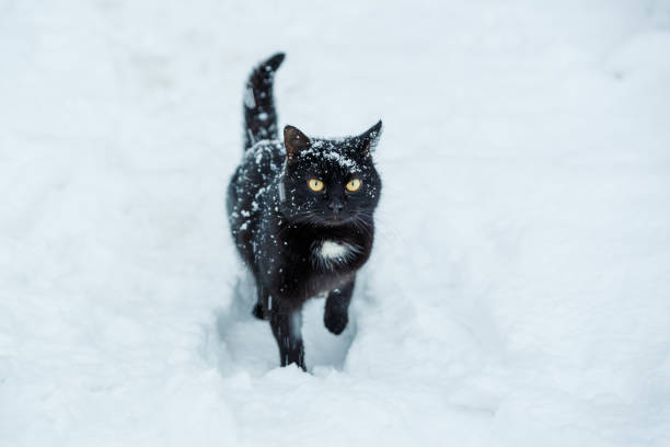 snö katt. - cat snow bildbanksfoton och bilder