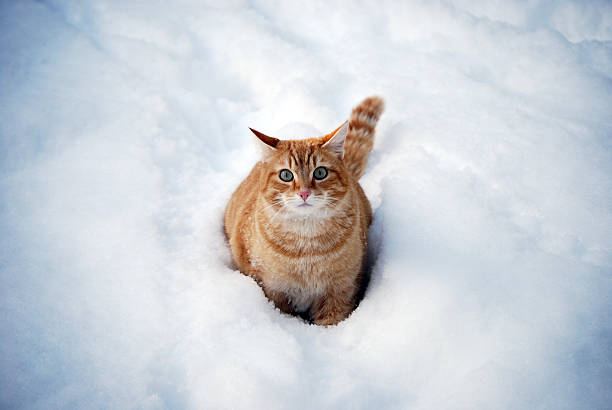 Snow Cat stock photo