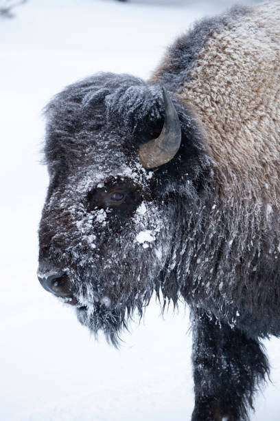 заснеженный выстрел в голову бизона в йеллоустонском национальном парке - buffalo стоковые фото и изображения