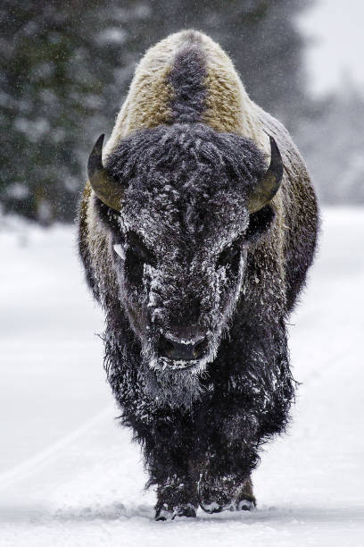 snow covered bison walking the road in yellowstone national park - buffalo stok fotoğraflar ve resimler