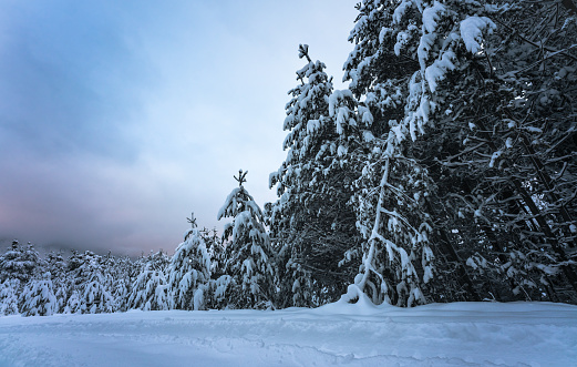 Snow covered fir trees in winter landscape after sunset, Wildermieming, TIrol, Austria