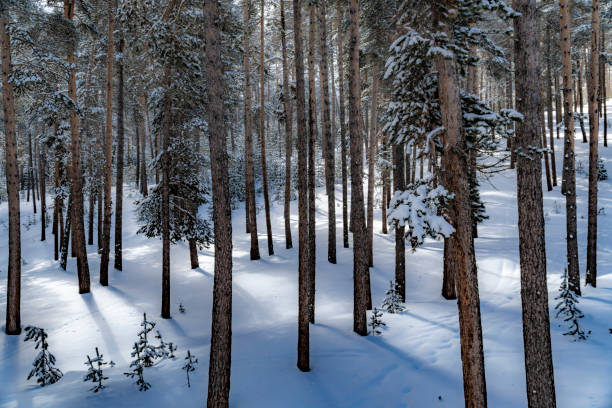 Snow covered fir trees. Panoramic view of the picturesque snowy winter landscape. stock photo