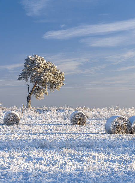 Snow covered hayfield and pine tree stock photo