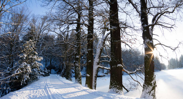 snow covered park trail with frozen lake - botic stockfoto's en -beelden