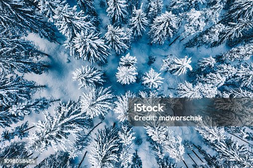 istock Snow covered pine forest trees during winter 1098058484