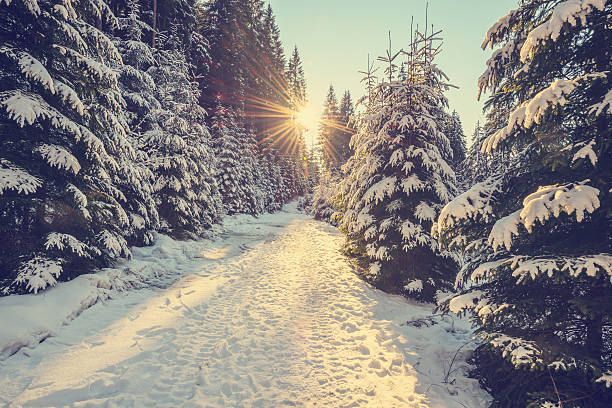Snow covered pine trees on sunset stock photo