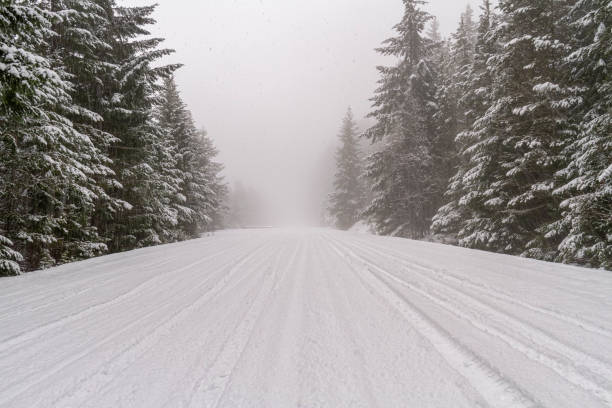 A snow covered road through a mountains pine forest stock photo