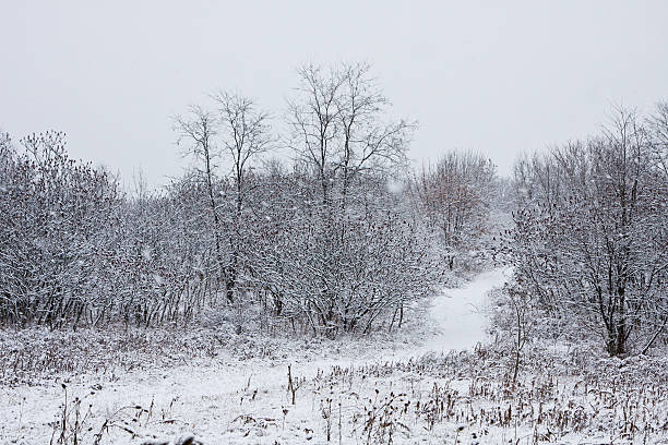 Snow Covered Trail stock photo