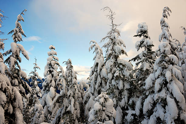 Snow covered tree tops stock photo