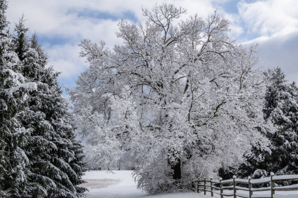 Snow Covered Trees stock photo