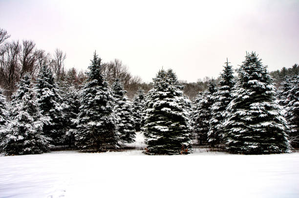 Snow covered trees stock photo