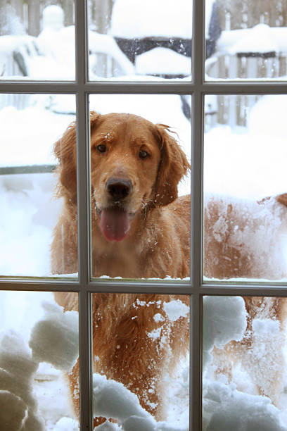 Snow dog stock photo