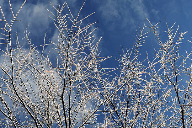 Snow Encrusted Branches Against Blue Sky stock photo