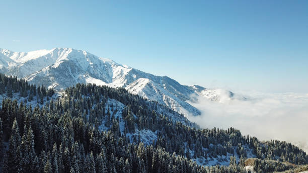 Snow forest in the mountains, above the clouds Snow forest in the mountains, above the clouds. View from above, from the drone. Coniferous trees are covered with snow. Clouds float along the gorge. Snowy hills and Sunny day. Tourists in mountains tien shan mountains stock pictures, royalty-free photos & images