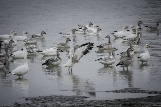 Snow geese on the lake stock photo
