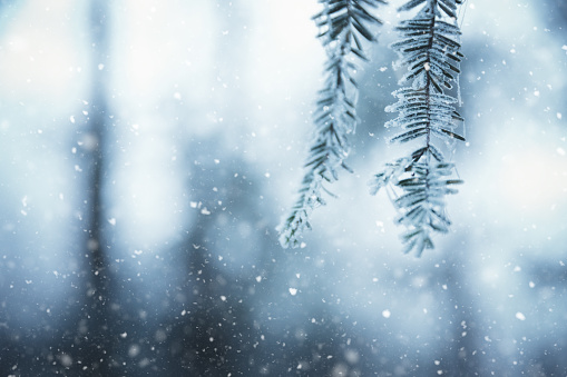 Winter background with pine twigs and falling snow.