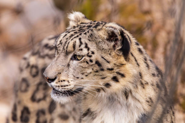 Snow Leopard Closeup stock photo