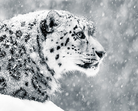 6,5 cm Palla di vetro con neve e leopardo delle nevi NICI 36097 