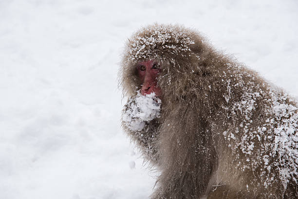 Snow monkey eating his food stock photo