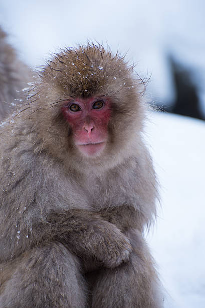 snow monkey looking at you stock photo