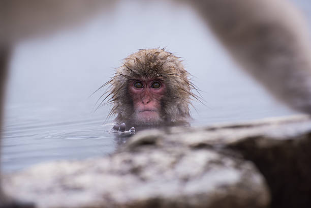 snow monkey on onsen stock photo